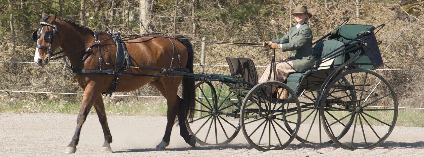 American Surrey, horse drawn carriage in mint condiotion