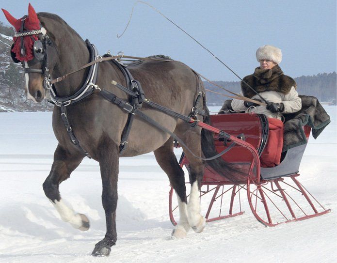 American Cutter, horse drawn antique sleigh for sale