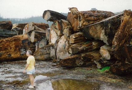 A man standing in front of a pile of logs