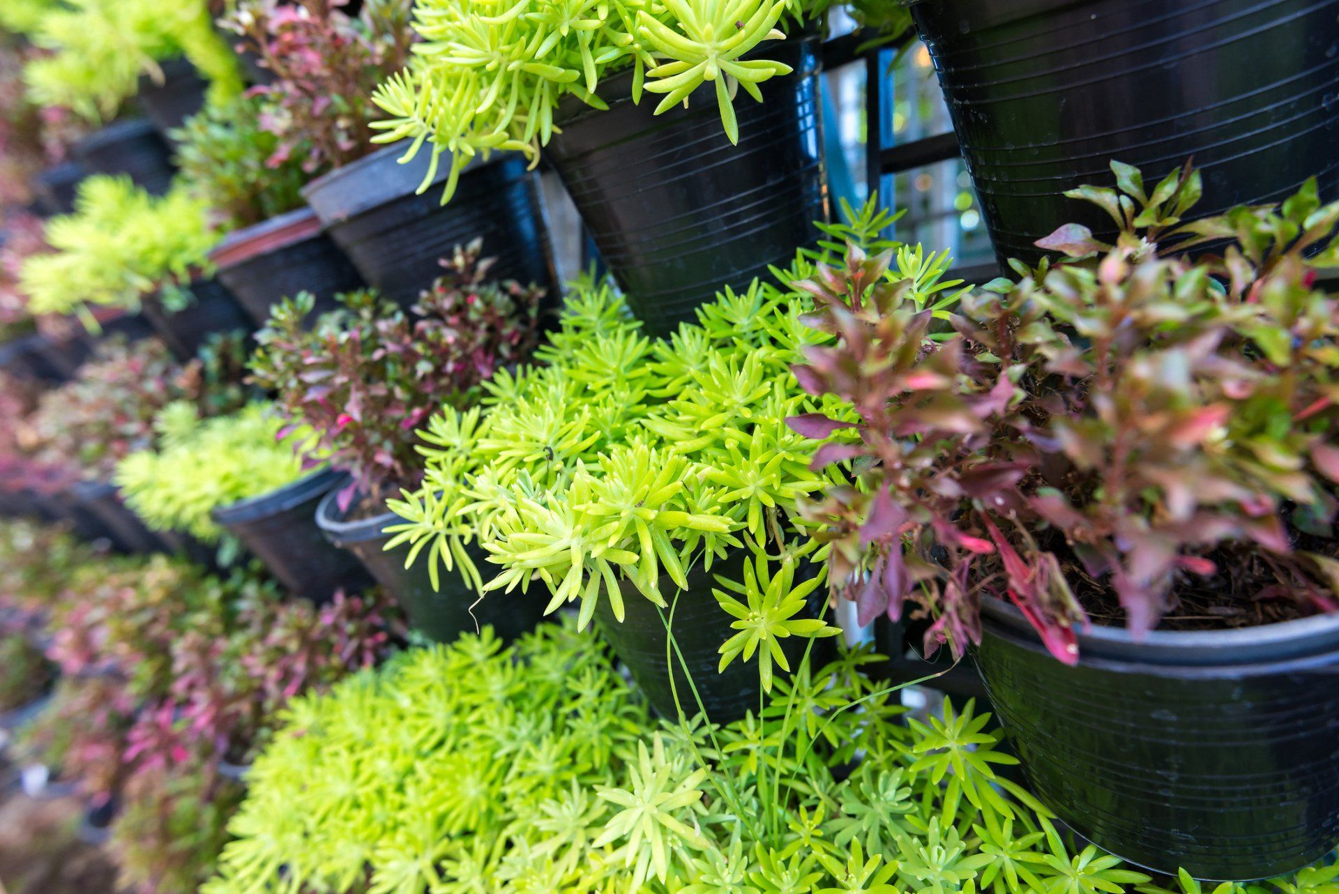 Diseño de Jardines y Riegos JM -jardinería