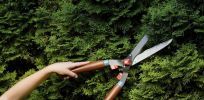 We do tree and bush pruning