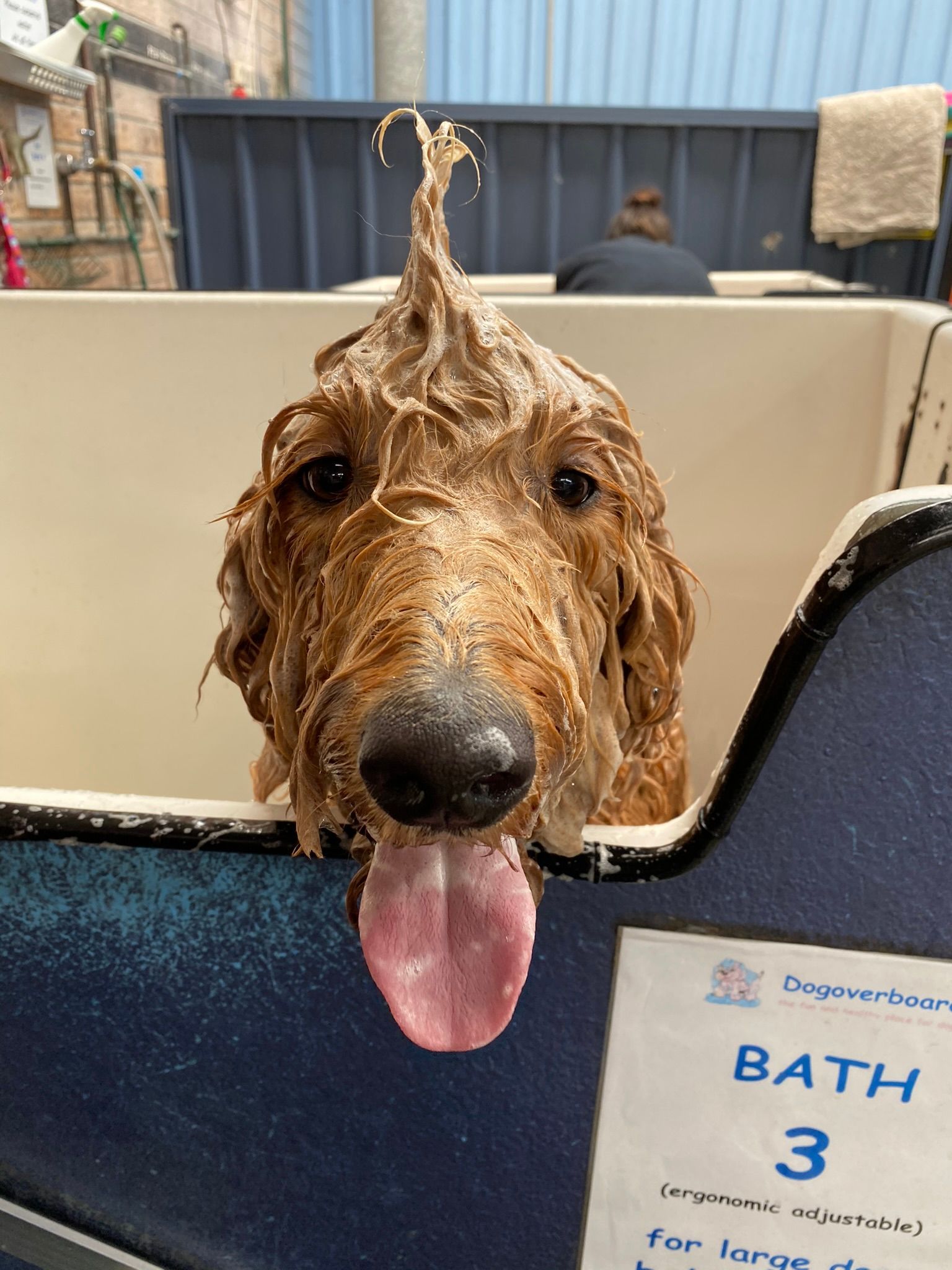 Wet dog with tongue out in a bath tub, covered in shampoo, at a grooming station Dogoverboard In Adamstown, NSW