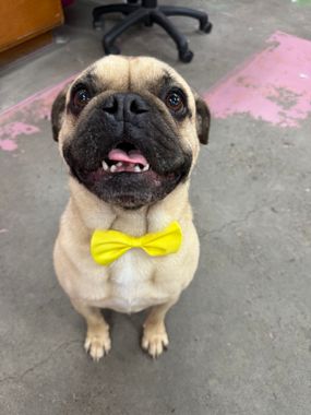 Pug wearing a bright yellow bow tie, sitting on a concrete floor and looking up at the camera Dogoverboard In Adamstown, NSW