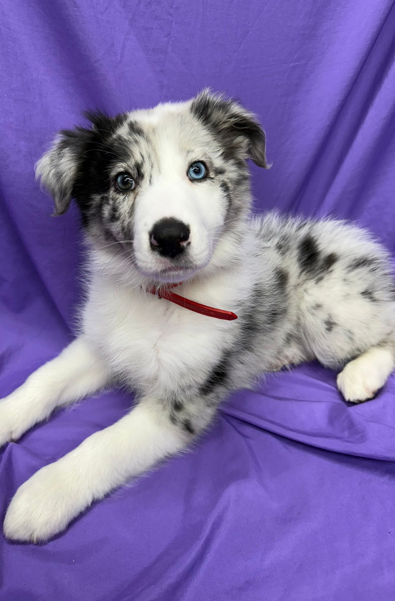 Black-and-white spotted puppy with blue eyes lying on a purple blanket, wearing a red collar