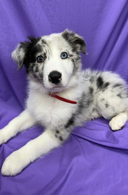 Black-and-white spotted puppy with blue eyes lying on a purple blanket, wearing a red collar