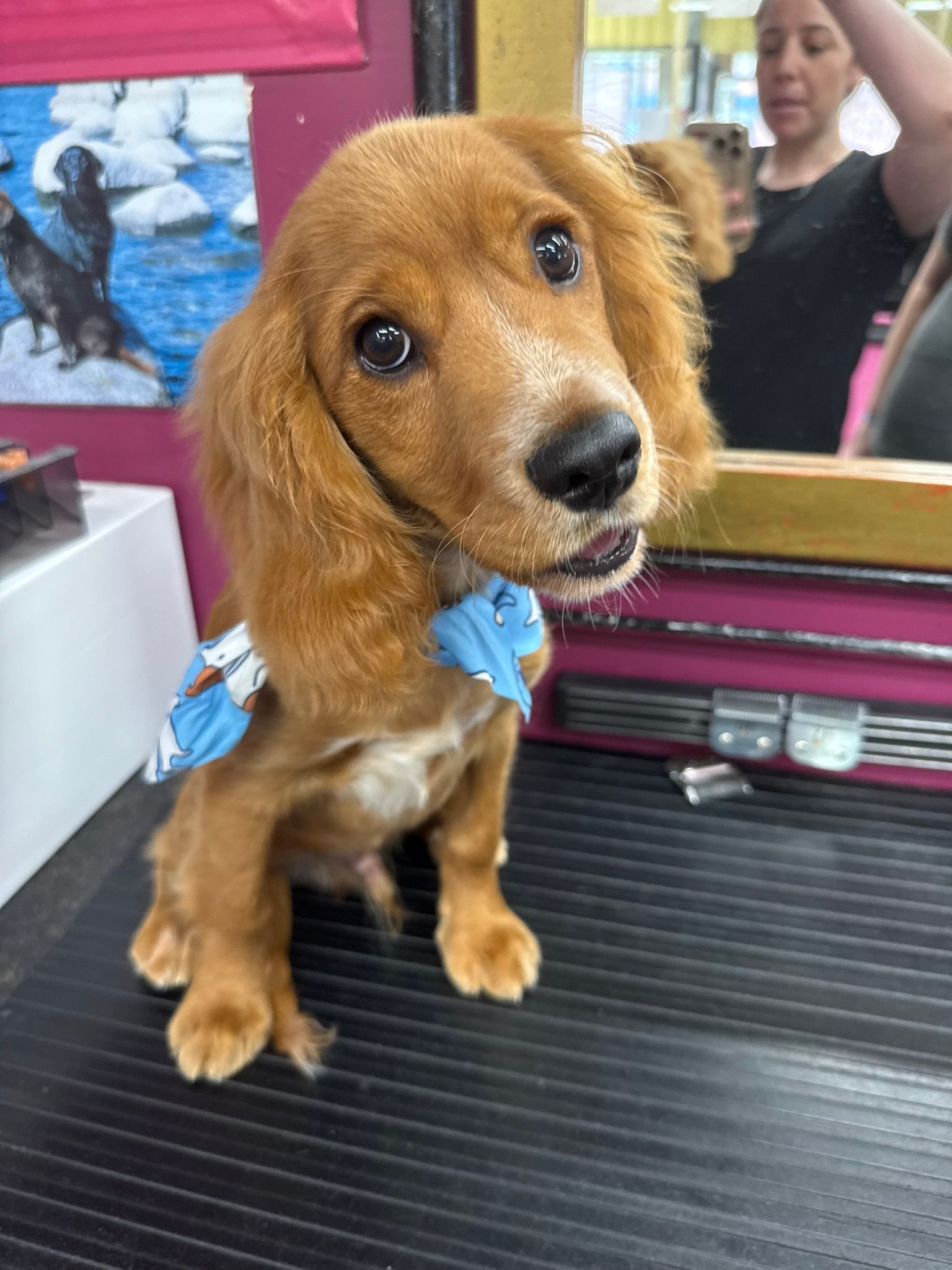 Small brown puppy with a blue bandana sits on a grooming table, tilting its head in a pet salon — Dogoverboard In Adamstown, NSW