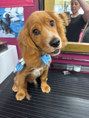 Small brown puppy with a blue bandana sits on a grooming table, tilting its head in a pet salon — Dogoverboard In Adamstown, NSW