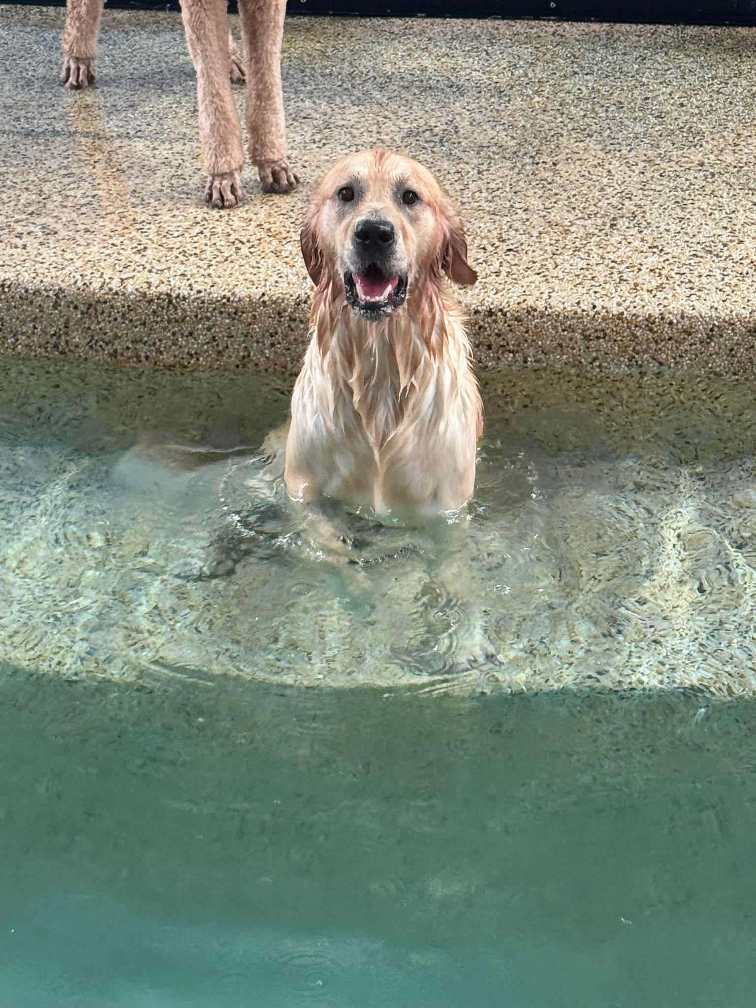 Golden retriever standing in a pool, wet and smiling at the edge of the water