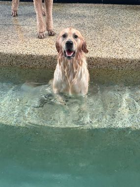 Golden retriever standing in a pool, wet and smiling at the edge of the water