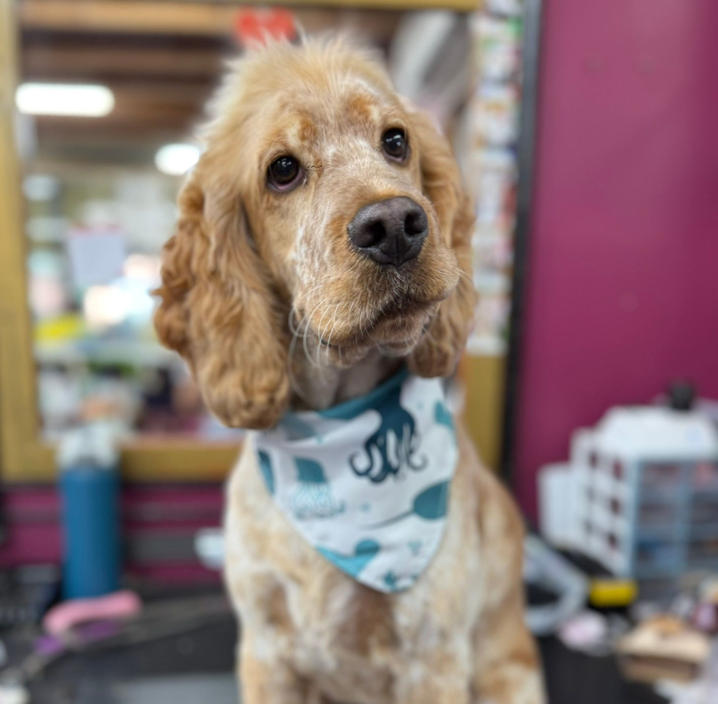 Curly tan dog wearing a blue bandana, looking at the camera in a grooming salon