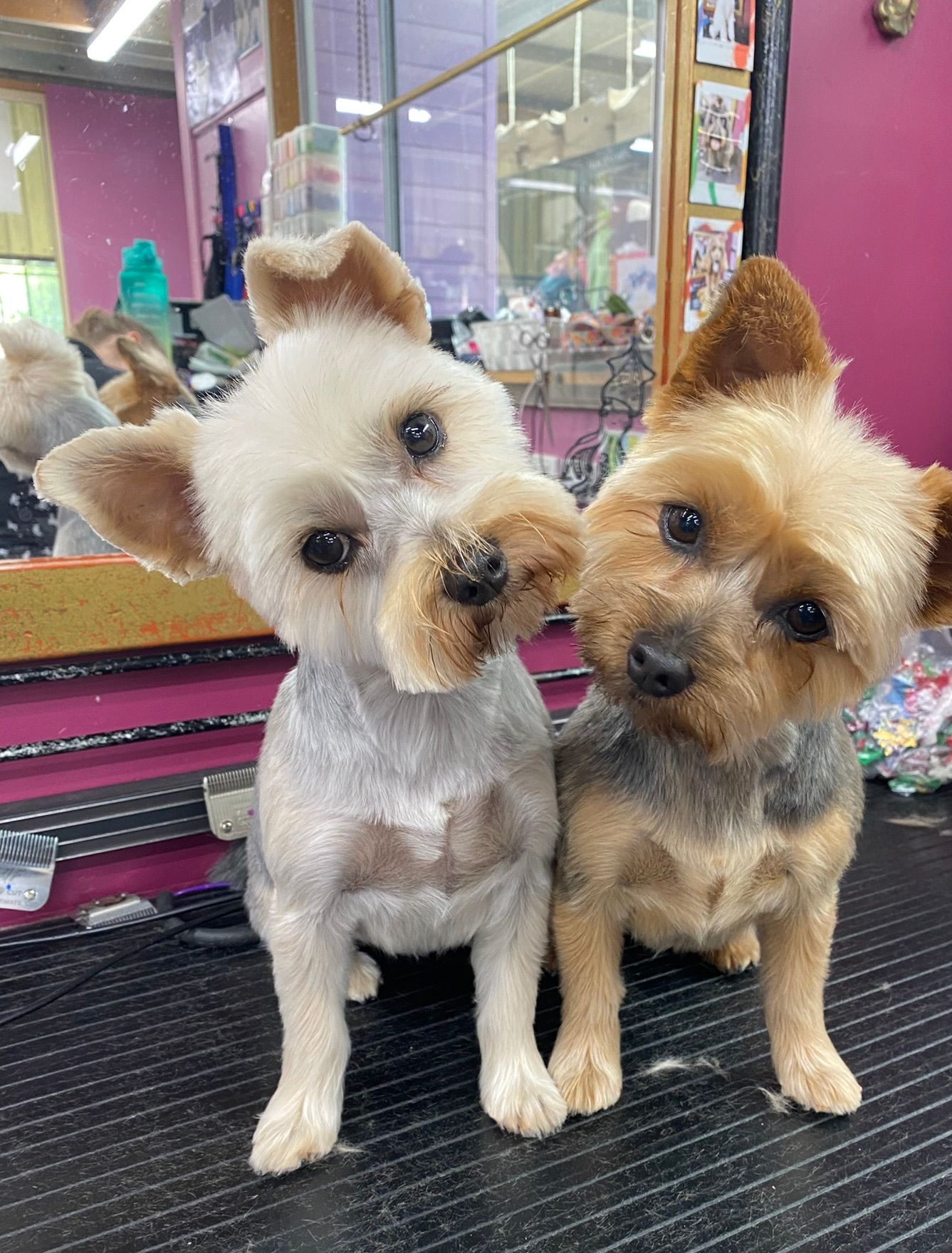 Two small groomed dogs sitting together on a salon table, one cream and one tan, with a mirror behind them