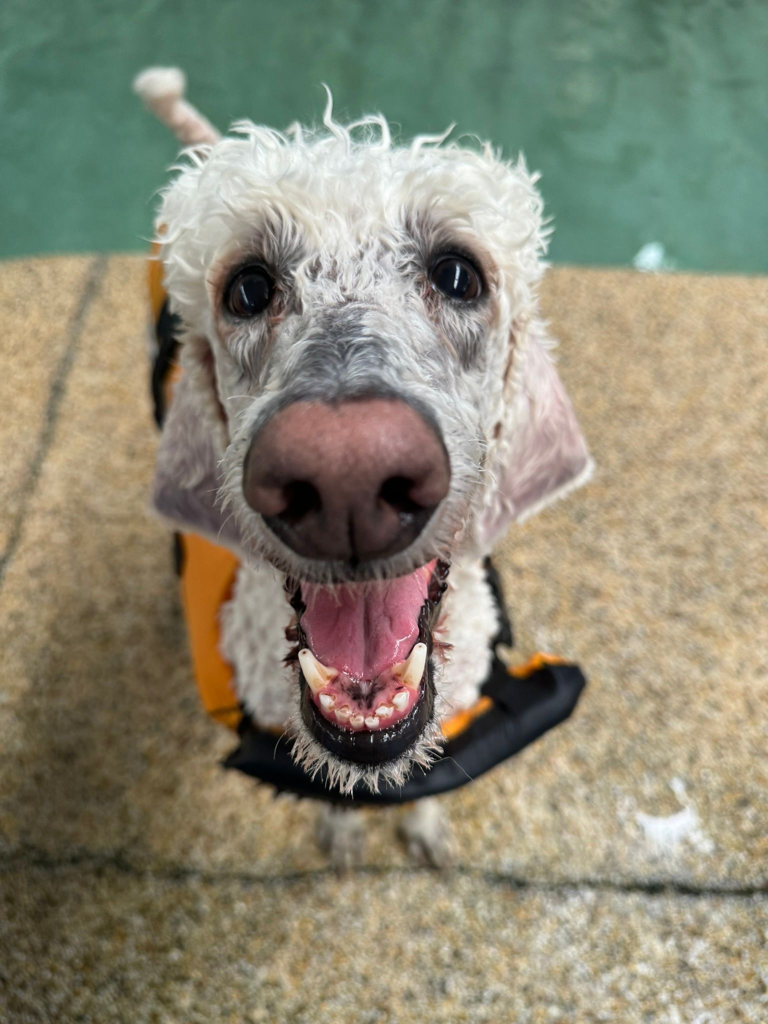 Happy white curly dog on a leash, mouth open, standing on wet pavement near a green wall