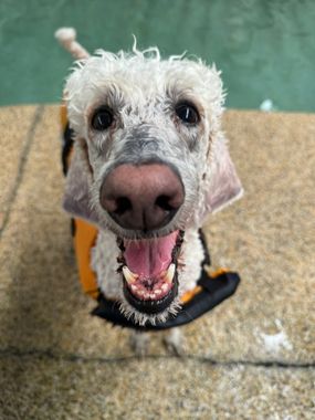 Happy white curly-haired dog in an orange vest, looking up and panting on a concrete path.