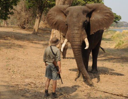 Nic faces down a wild elephant in Mana Pools National Park, Zimbabwe.