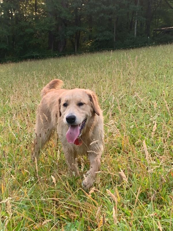 A dog is running through a field of tall grass.
