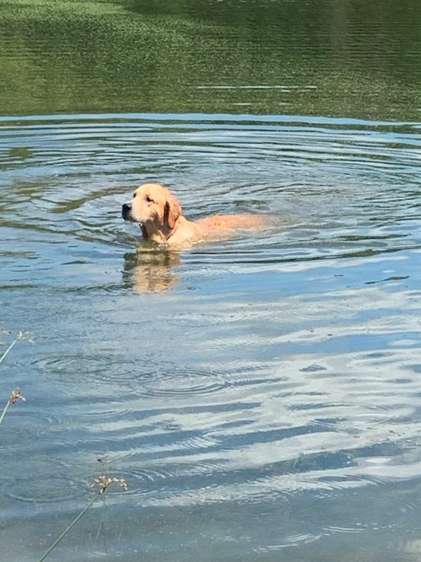 A dog is swimming in a lake on a sunny day.