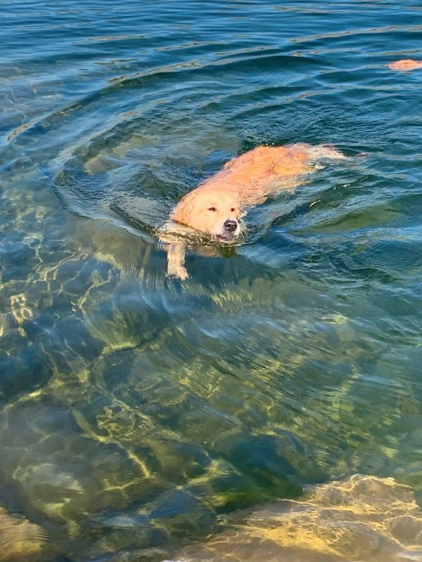 A dog is swimming in a lake with a stick in its mouth.