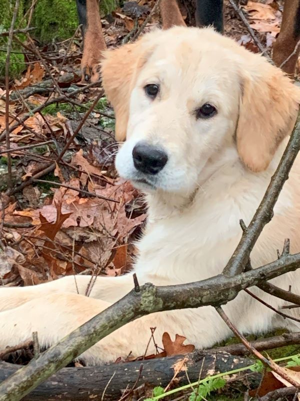 A puppy is laying on a branch in the woods looking at the camera.