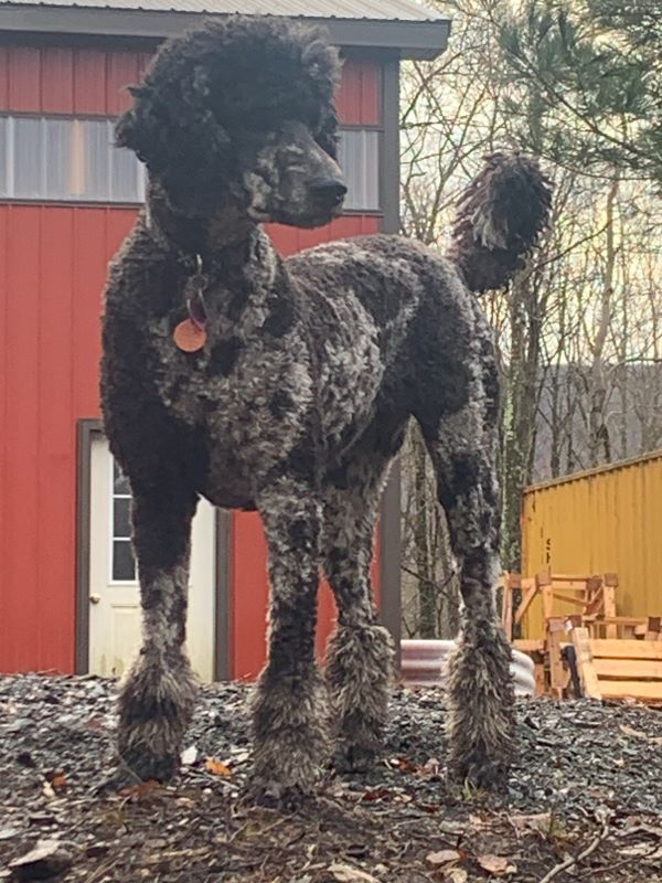 A large black dog standing in front of a red building