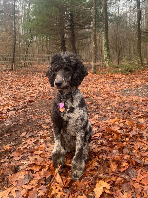 A black and white poodle is sitting on a pile of leaves in the woods.