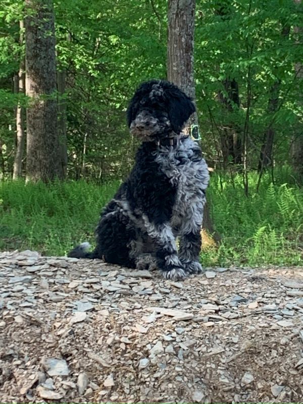 A black and white dog is sitting on a rock in the woods.
