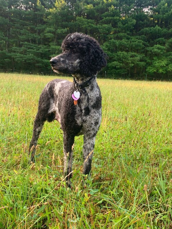 A black and white poodle is standing in a grassy field.