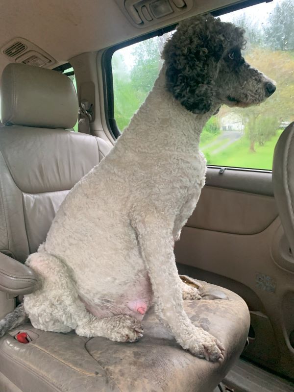 A white poodle is sitting in the back seat of a car.