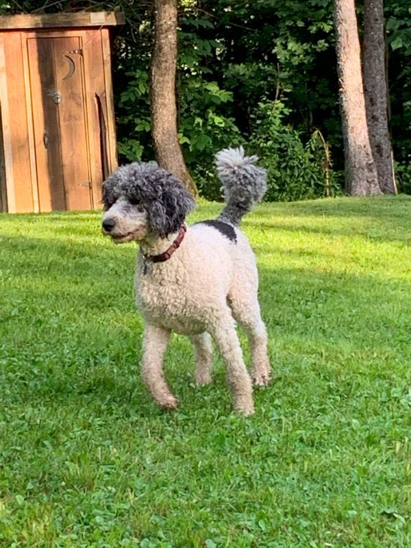 A small white and gray poodle is standing in the grass.