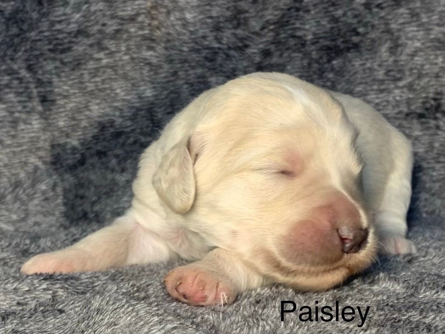 A white Goldendoodle puppy is sleeping on a gray blanket.