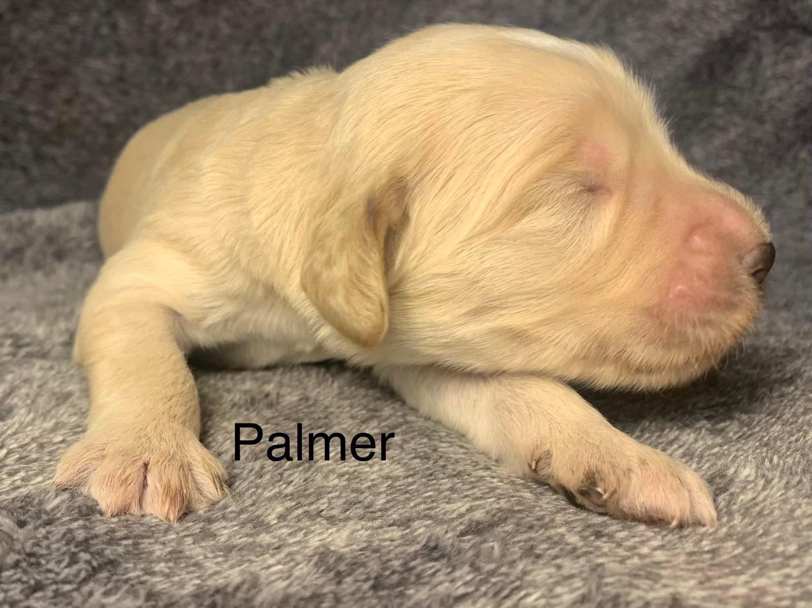 A Goldendoodle puppy is laying on a blanket with its eyes closed.