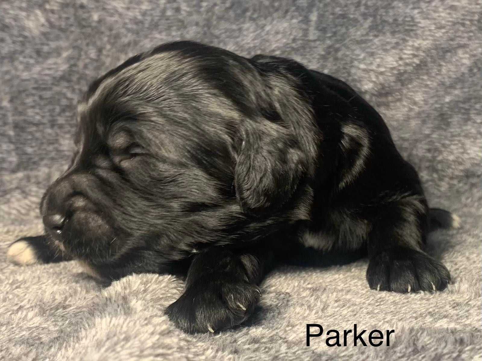 A black Goldendoodle puppy is laying down on a blanket.