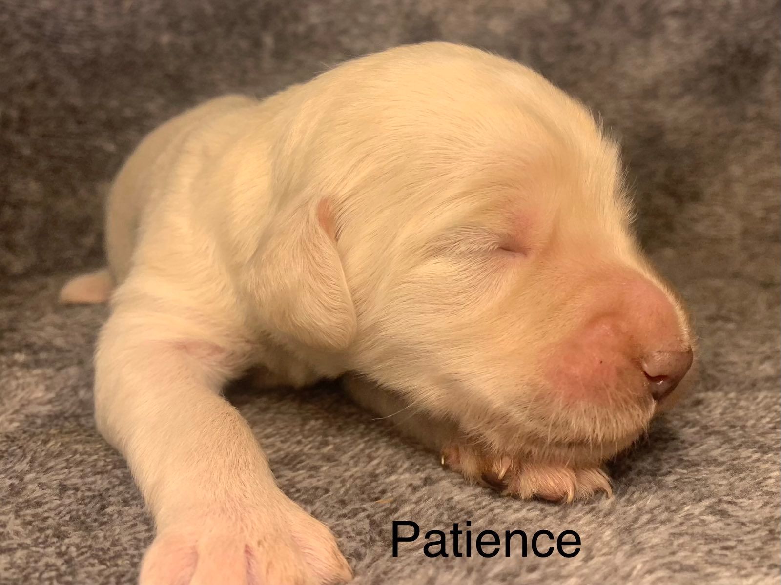 A Goldendoodle puppy is sleeping on a blanket with its eyes closed.