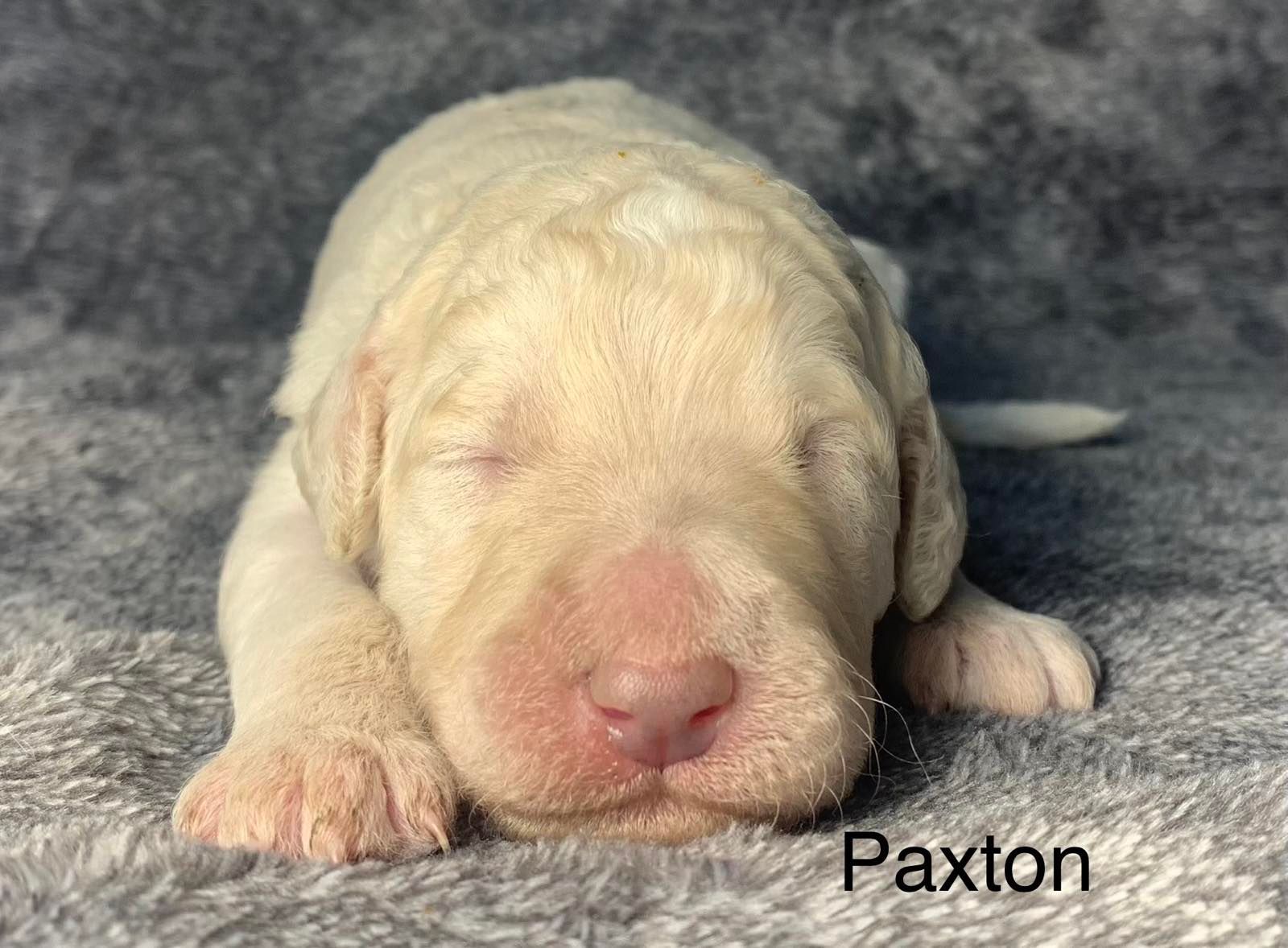A Goldendoodle puppy is sleeping on a blanket with its eyes closed.