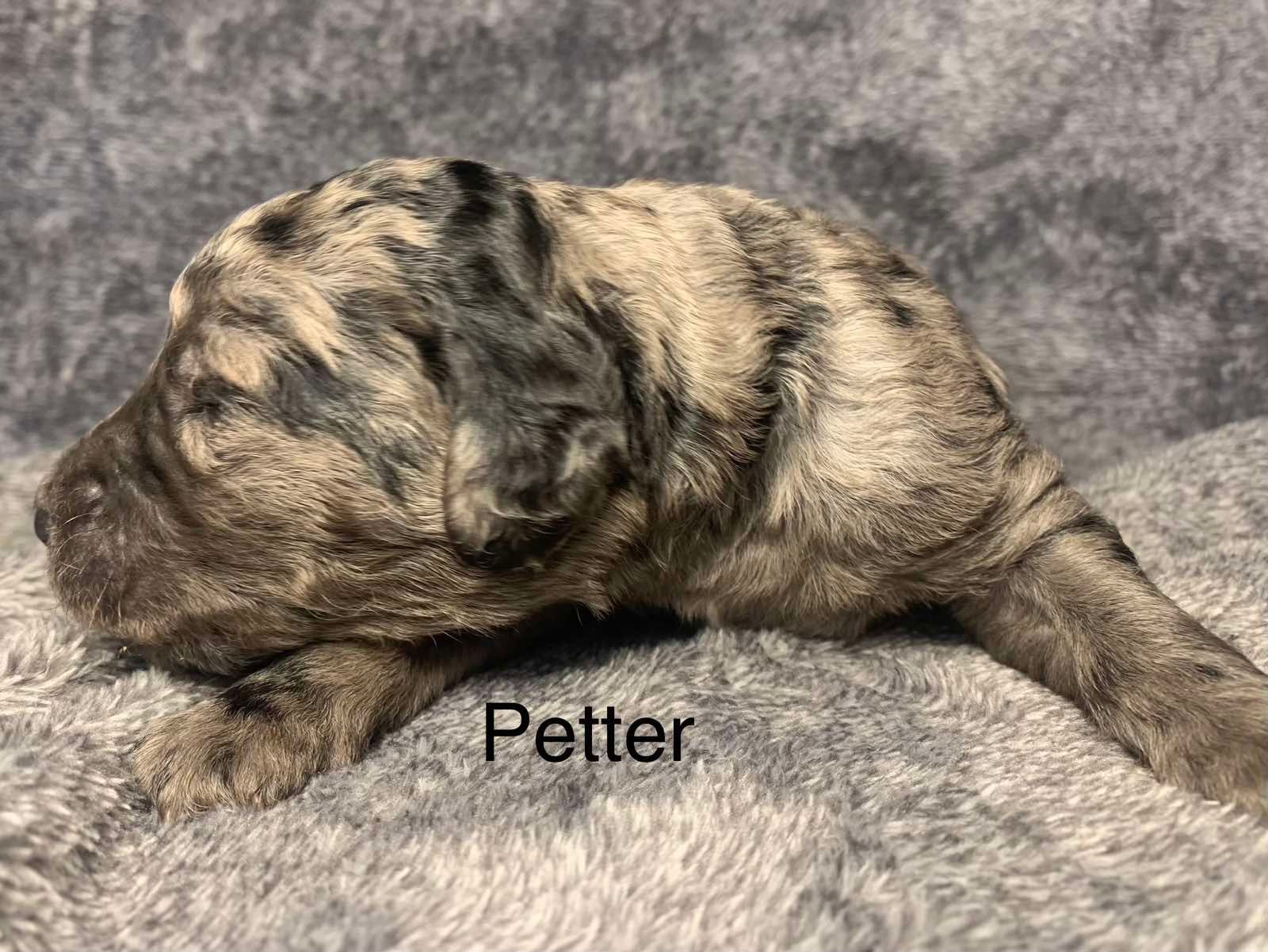 A close up of a Goldendoodle puppy laying on a blanket.