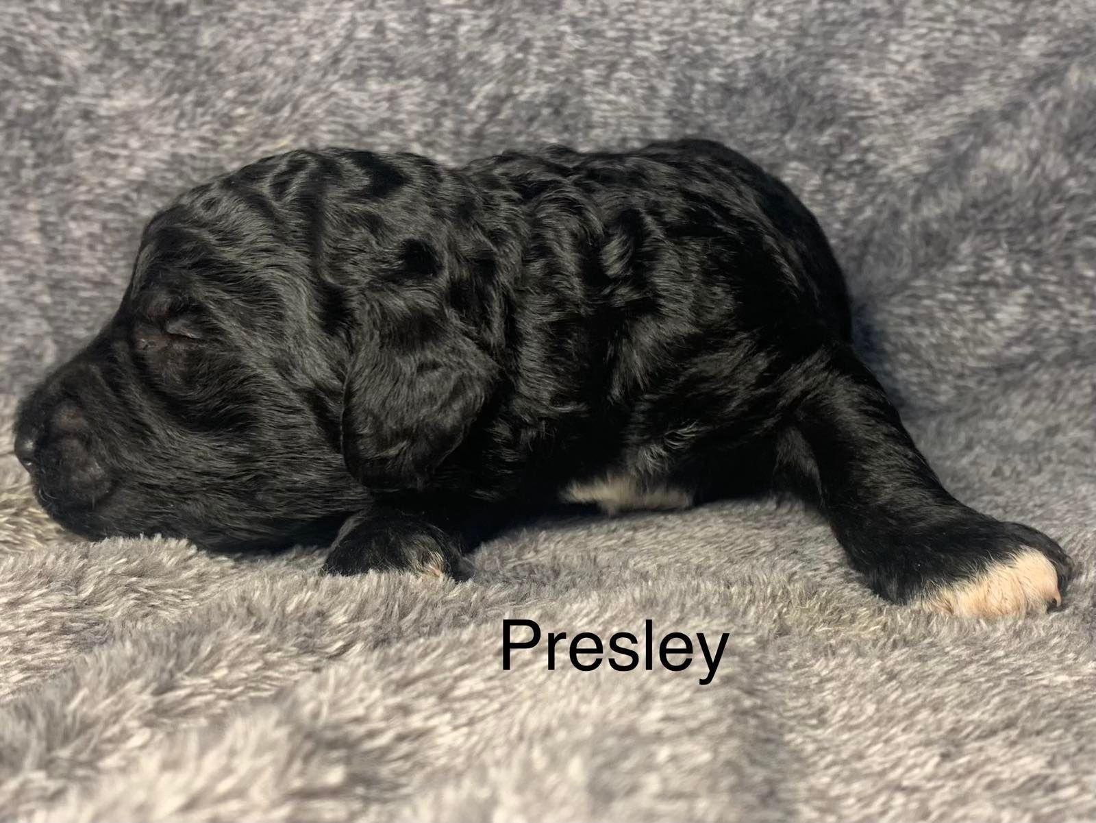 A black Goldendoodle puppy is laying on a gray blanket.