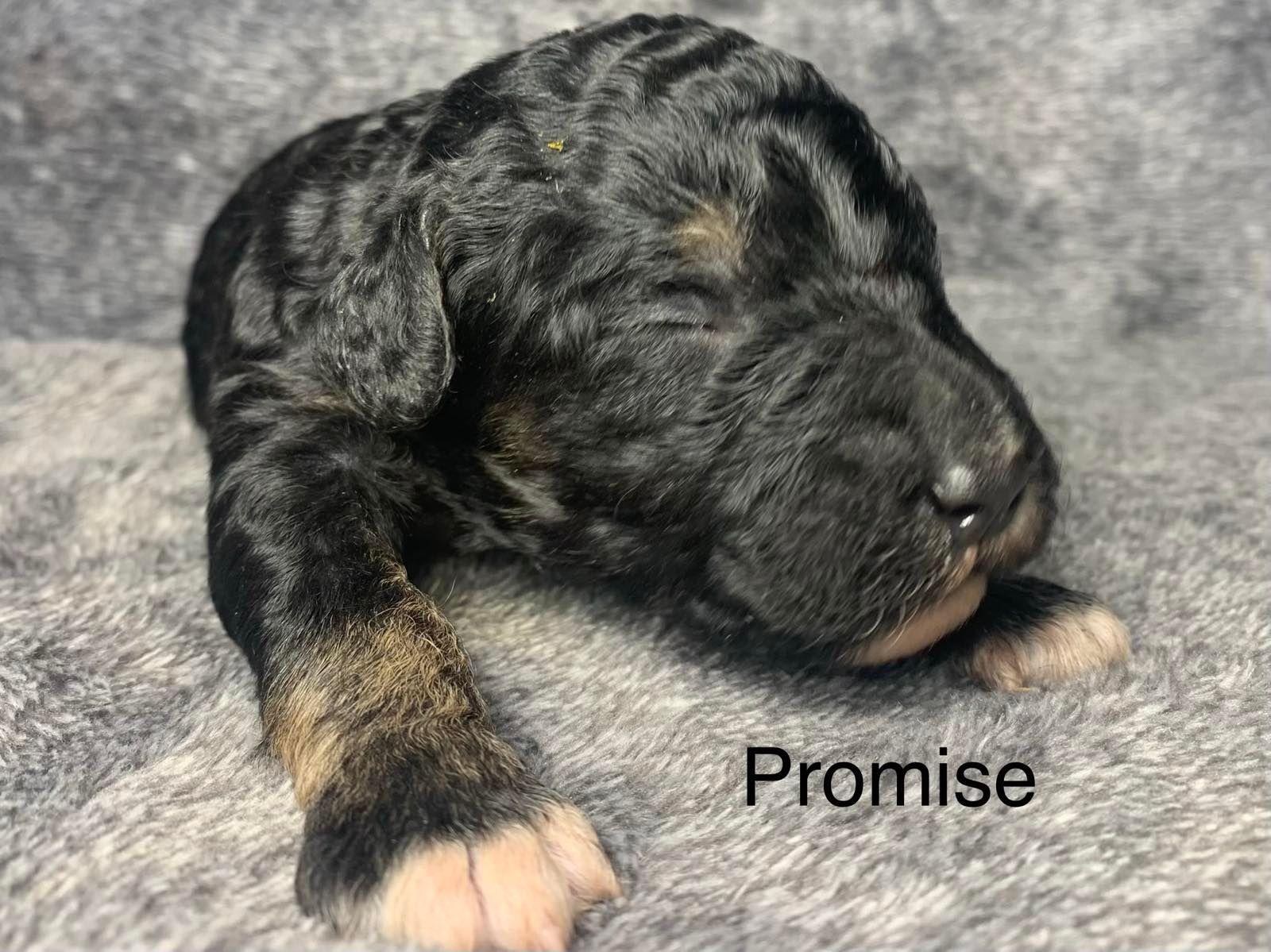 A black Goldendoodle puppy is laying on a gray blanket.
