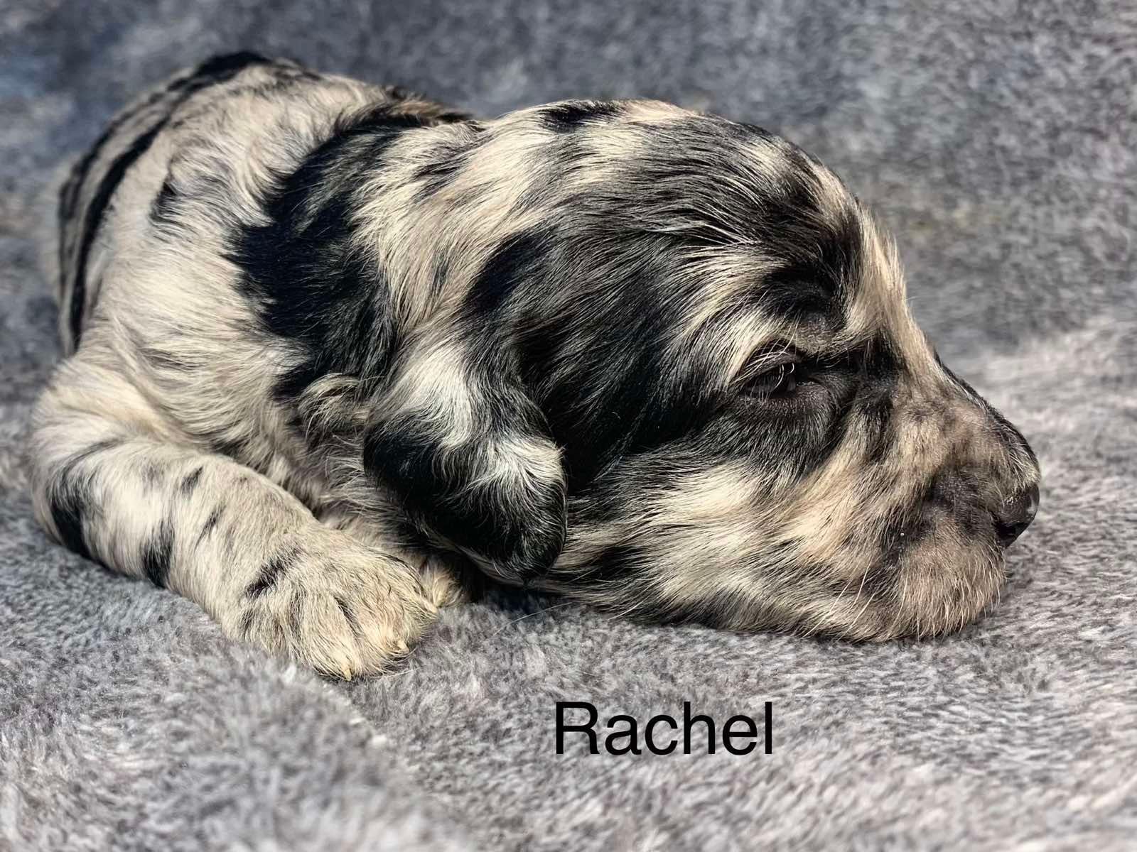 A black and white Goldendoodle  puppy is laying on a gray blanket.