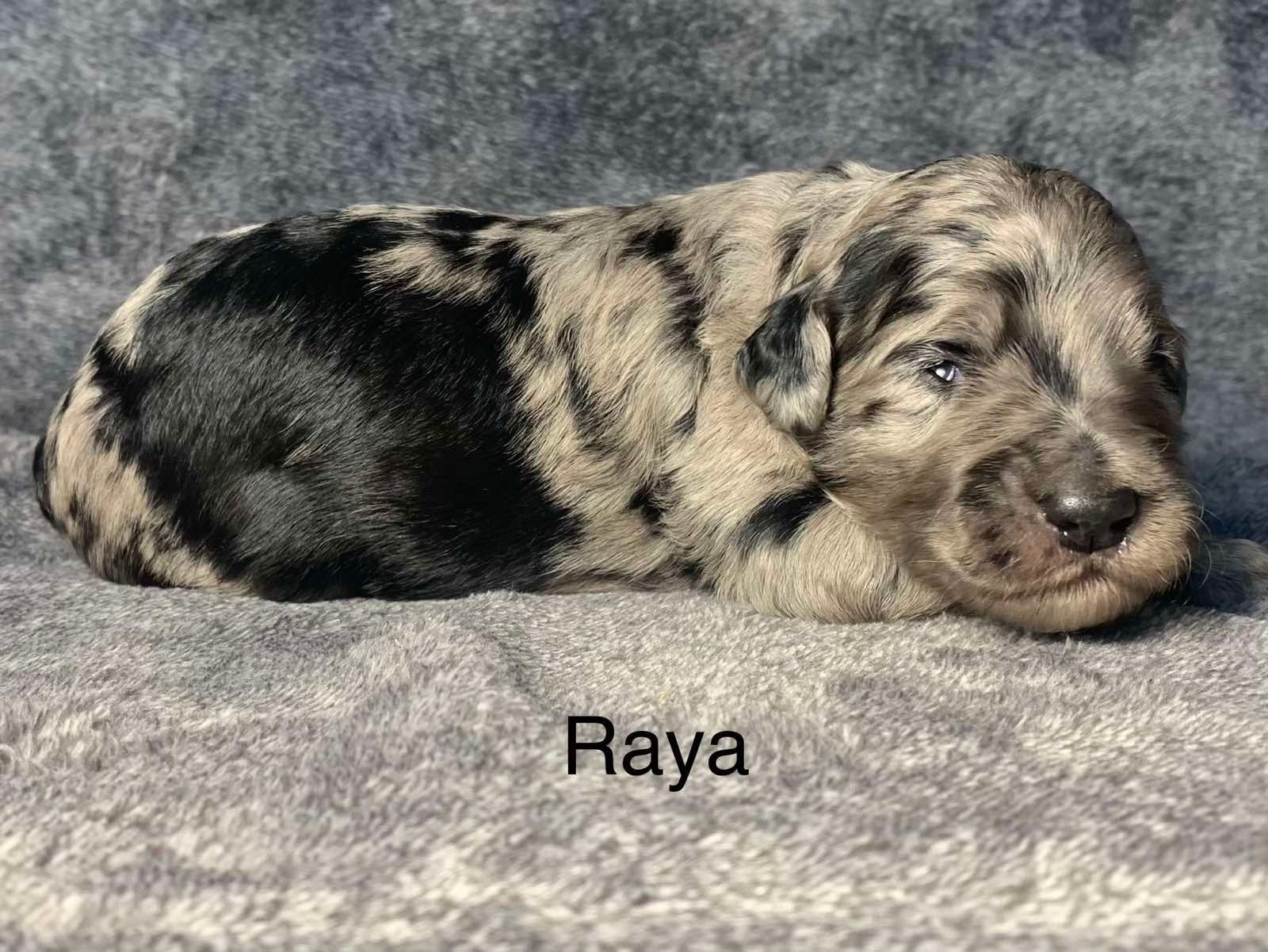 A black and white Goldendoodle  puppy is laying on a blanket.