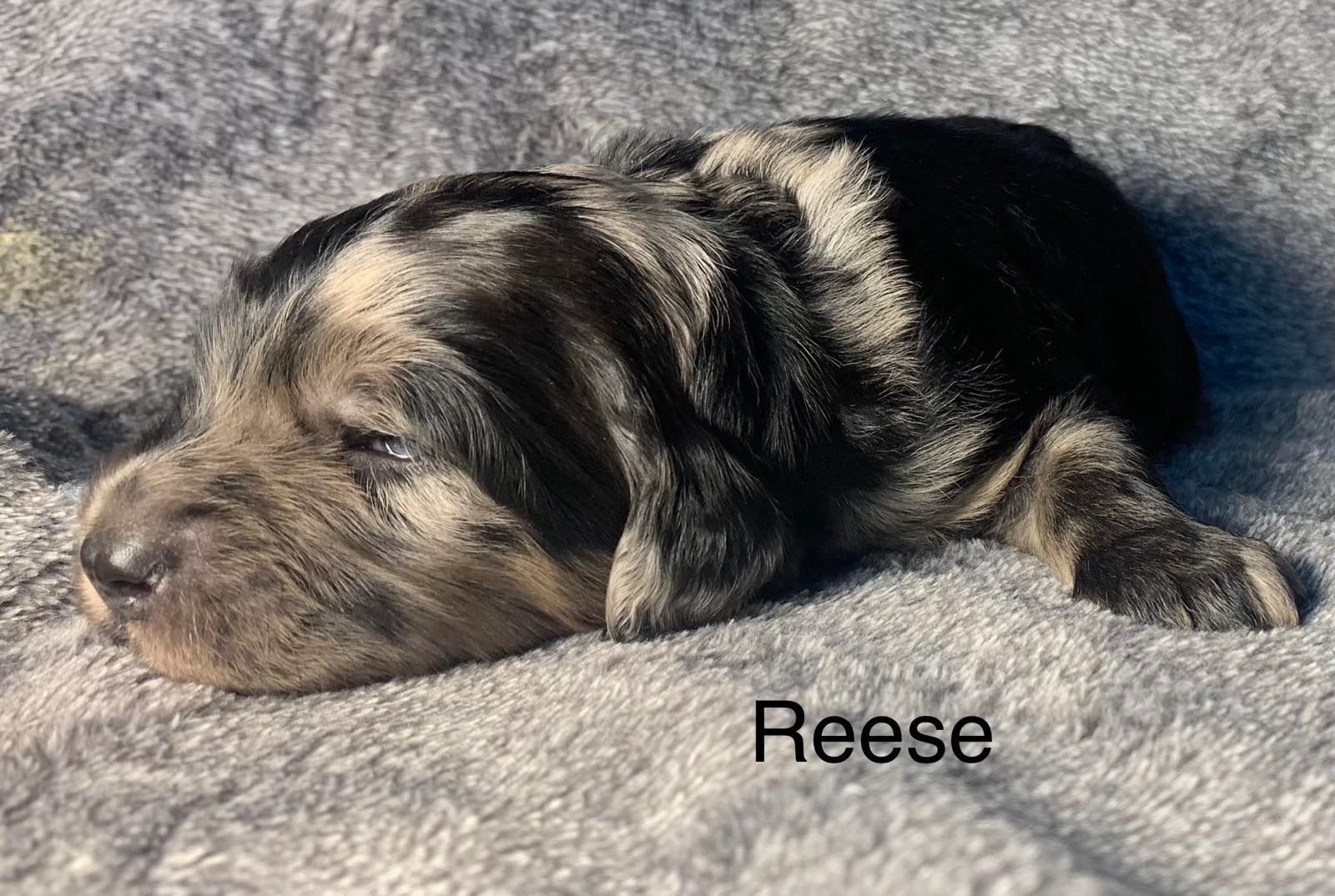 A black and white Goldendoodle puppy is laying on a blanket.