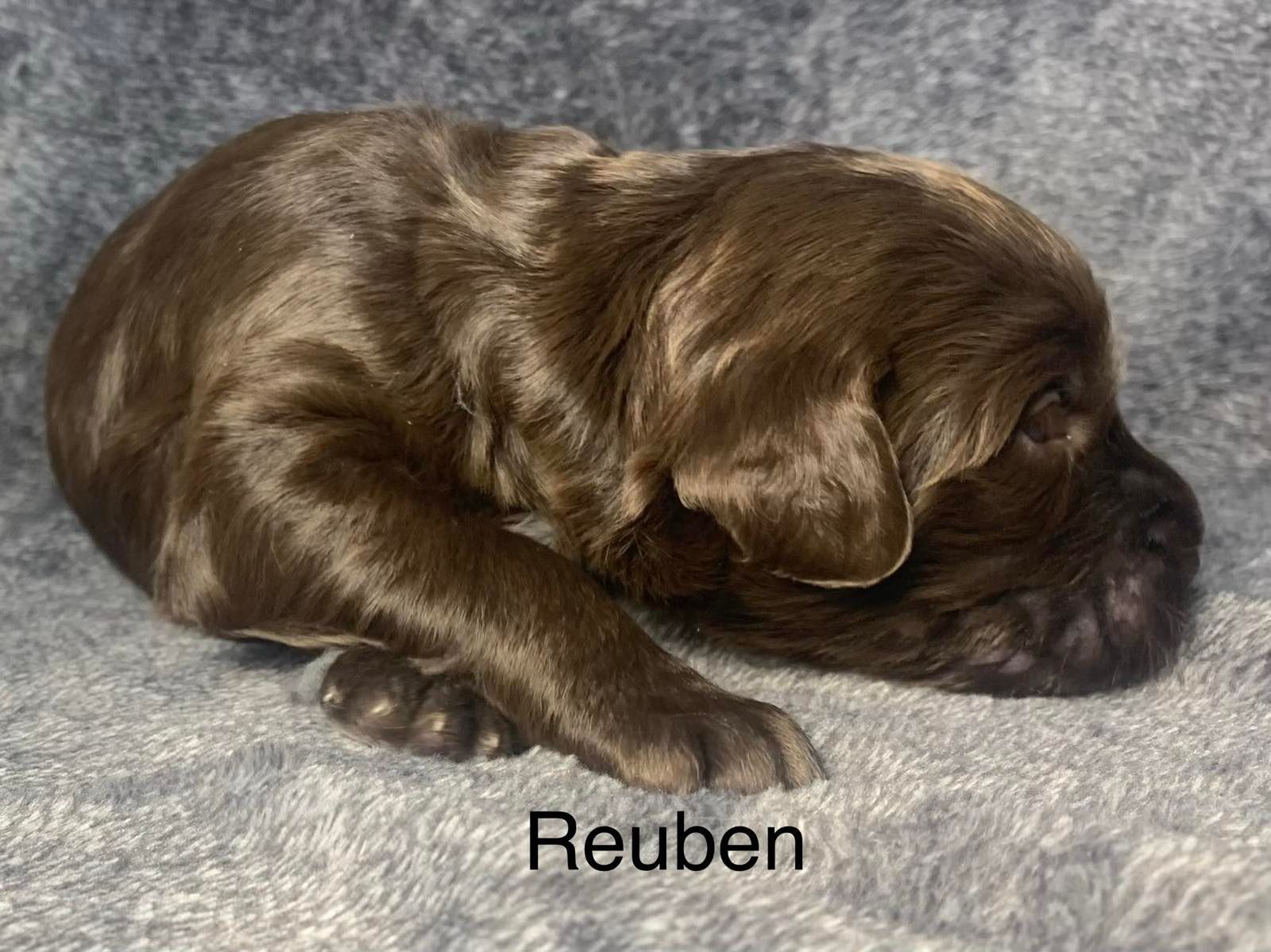 A brown Goldendoodle puppy is sleeping on a blanket.