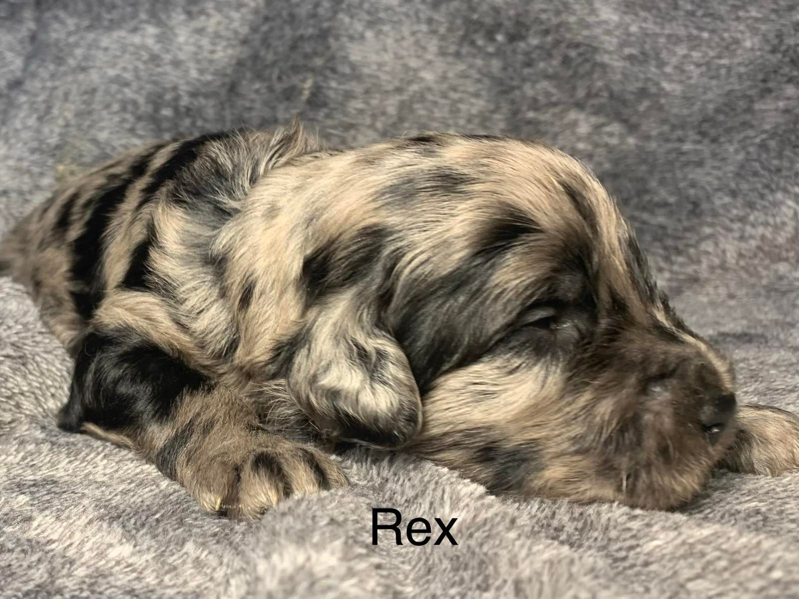 A brown and black Goldendoodle puppy is sleeping on a blanket.
