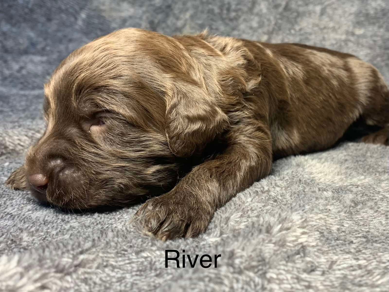 A brown Goldendoodle puppy is sleeping on a blanket.