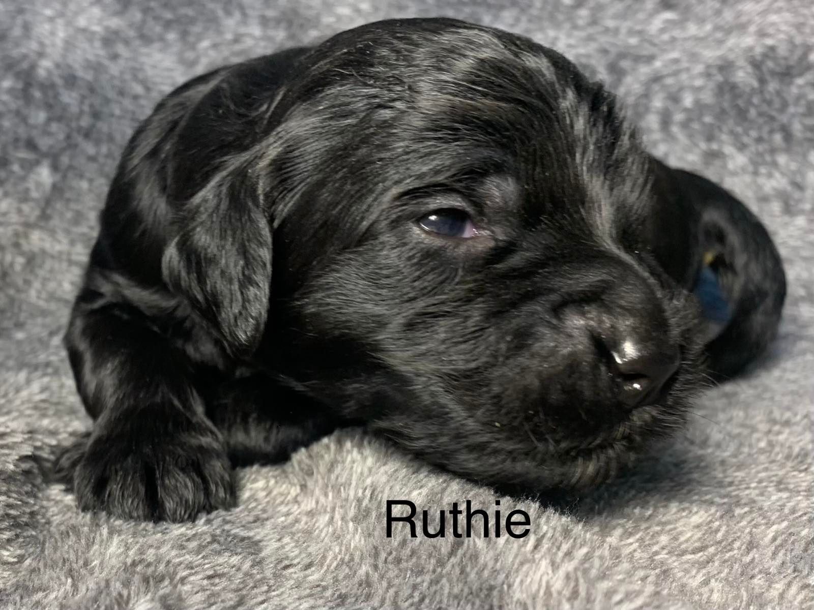 A black Goldendoodle puppy is laying on a blanket and looking at the camera.