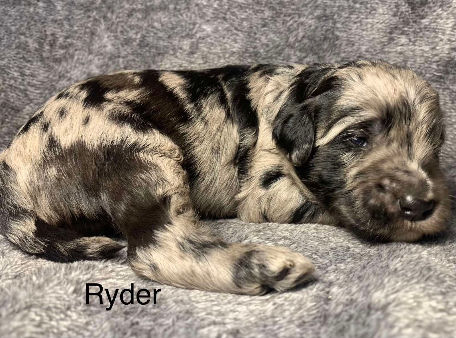 A brown and black Goldendoodle puppy is laying on a blanket.