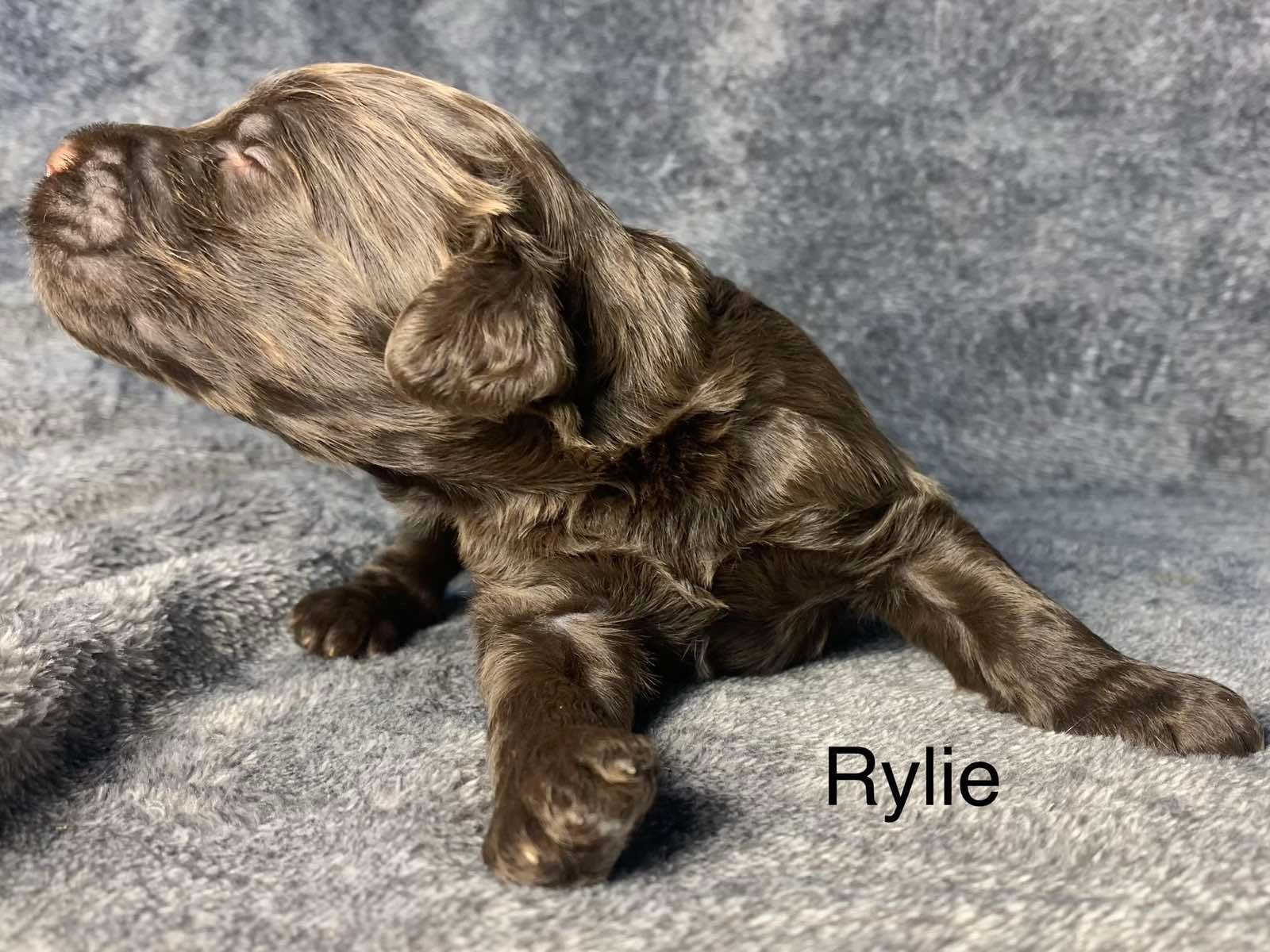 A brown Goldendoodle  puppy is laying on a gray blanket.