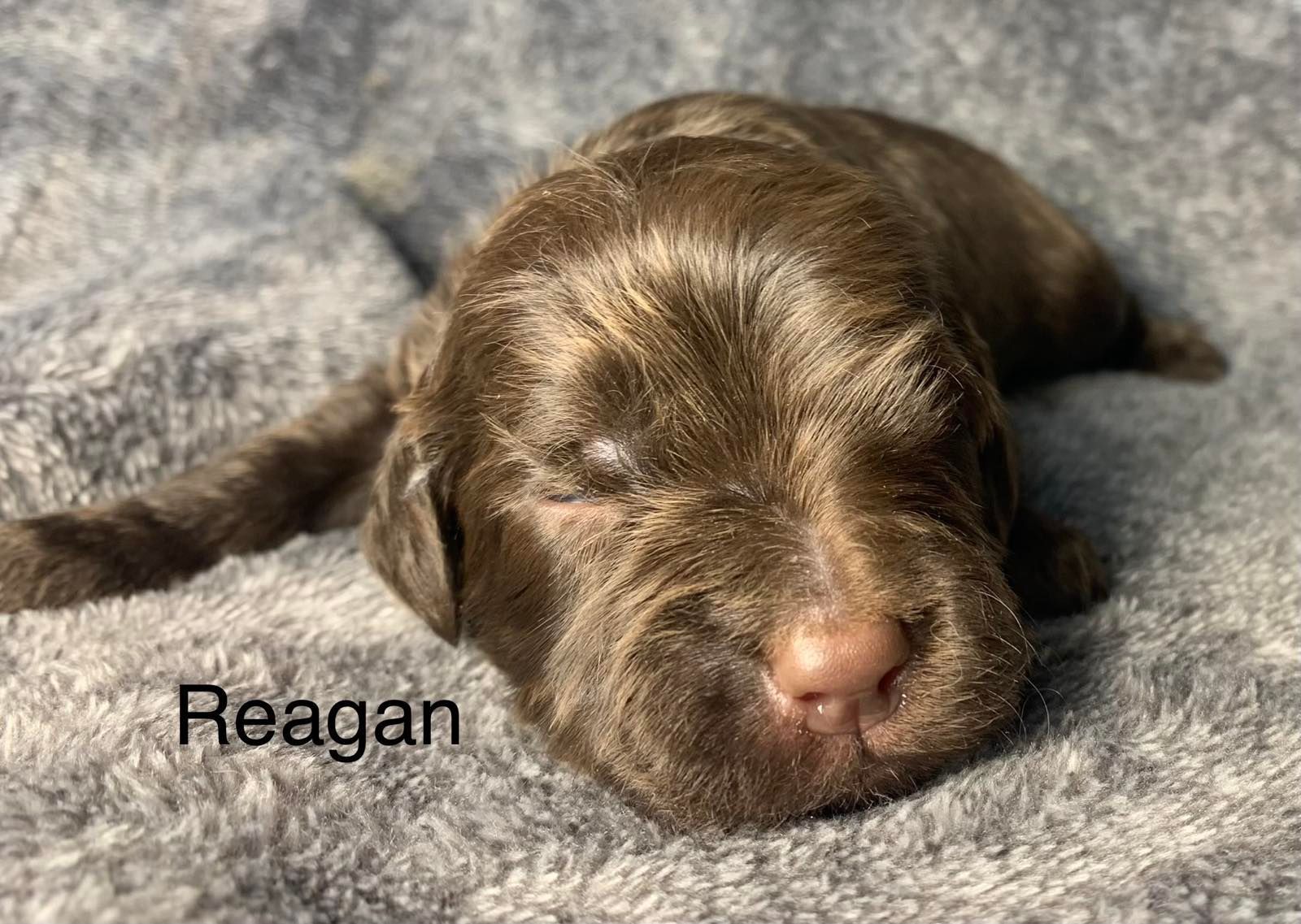 A brown Goldendoodle puppy is sleeping on a blanket.
