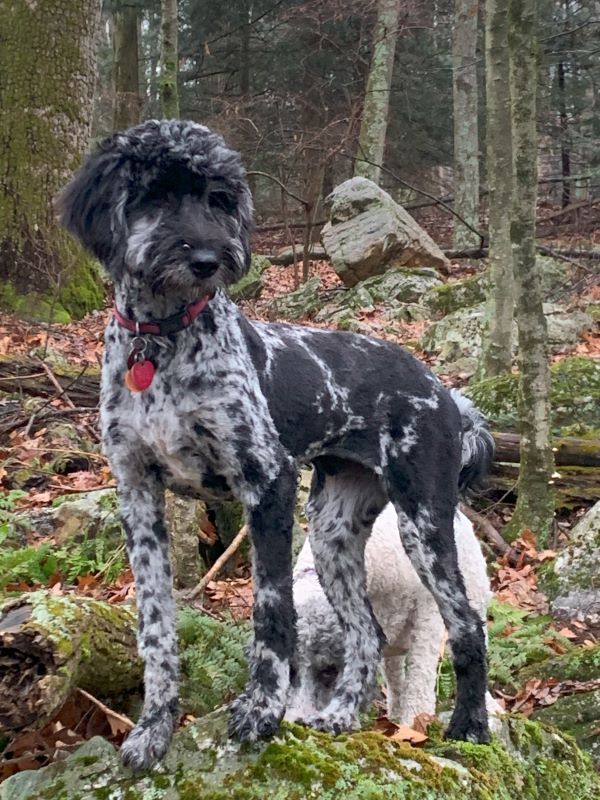 A black and white dog is standing on a rock in the woods.