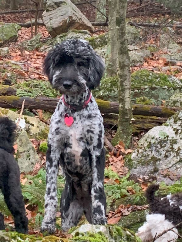 A black and white dog with a red collar is standing in the woods.