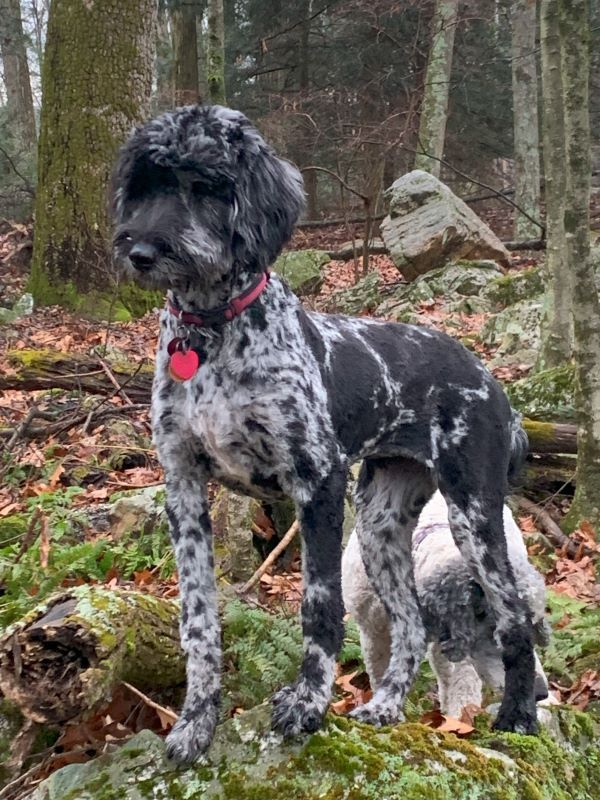 A black and white dog is standing on a rock in the woods.