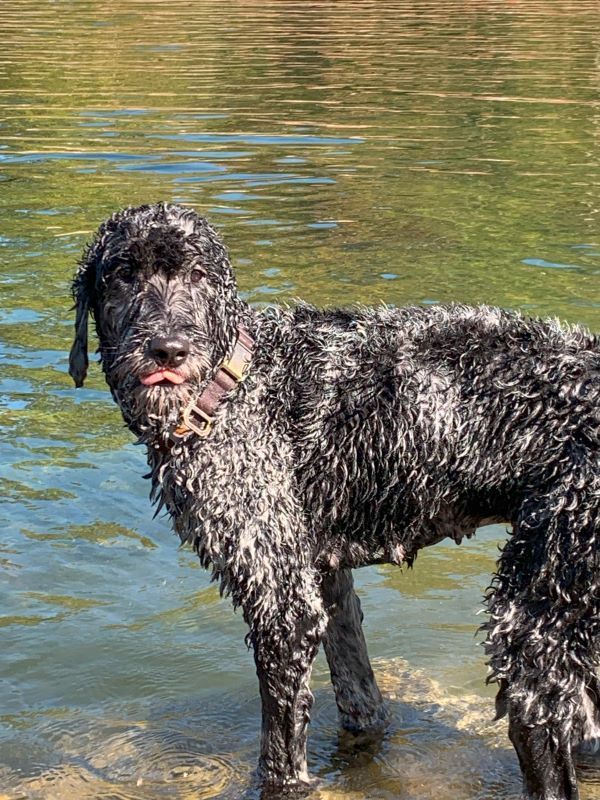 A black dog is standing in the water.